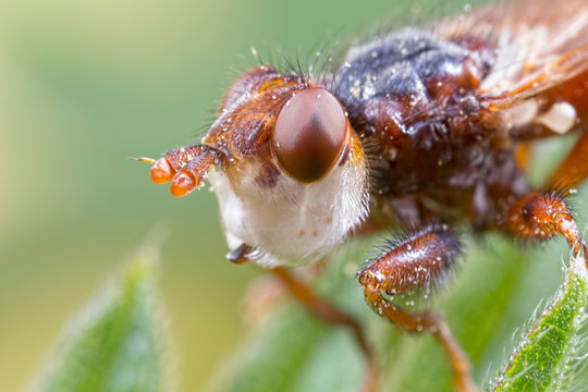 Head of a thick-headed fly