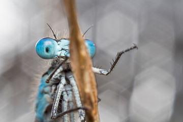 Common Blue Damselfly with Waving Hand