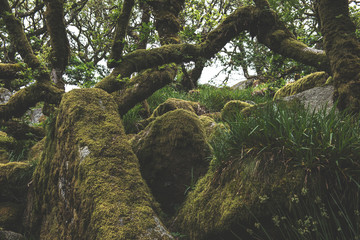 Wistmans Wood Forest in Dartmoor National Park