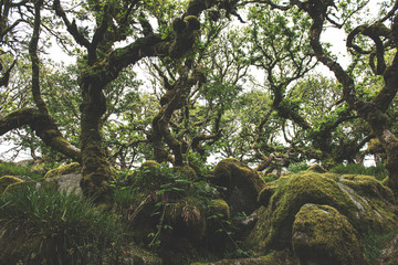 Wistmans Wood Forest in Dartmoor National Park © Henry Clayton