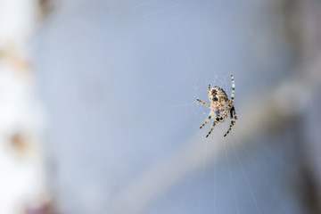 Spider in its natural environment