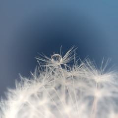 Drops of water on a dandelion seed on a blue blurred background, macro.