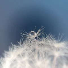 Fototapeten Drops of water on a dandelion seed on a blue blurred background, macro. © Vladimir Kazimirov