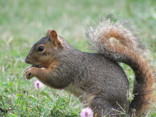 squirrel eating nut