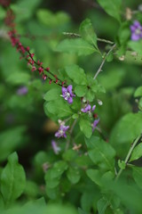 Fototapeta premium Wolf-berry flowers / Wolf-berry (Chinese desert-thorn) grows on river banks and bears light purple flowers and red fruits. It is also a medicinal tree and the fruit is used for fruit wine.