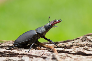 Stag Beetle