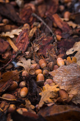 Autumn background of acorns, bark and leaves collected under an oak tree