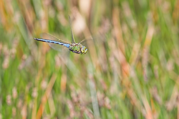 Emporer Dragonfly in flight