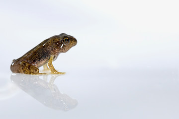 frog on white background