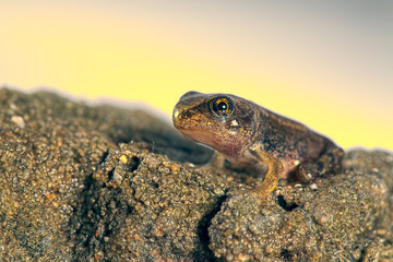 frog on rock