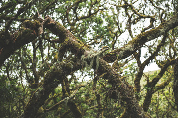 Wistmans Wood Forest in Dartmoor National Park