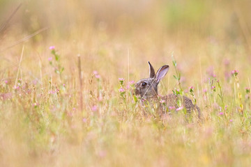 Rabbit in grass