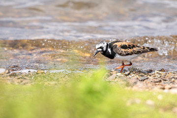 Turnstone in Summer Plumage