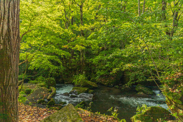 Obraz premium Towada Hachimantai National Park in early autumn