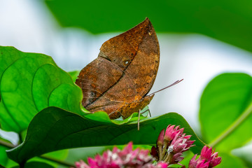 Dead leaf butterfly , Kallima inachus, aka Indian leafwing, standing wings folded on a bamboo branch, dead leaf imitation.