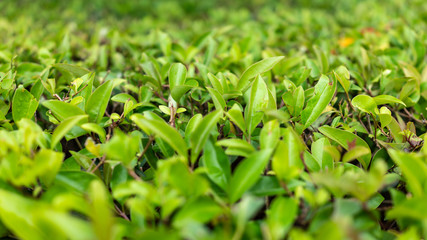 Green bushes with trimmed branches and young leaves.