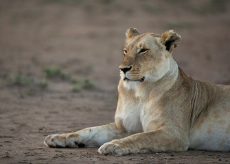 Obraz na płótnie Canvas A portrait of a lioness, Masai Mara, Kenya