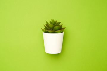 Small succulent plant on a green background, minimal simple composition