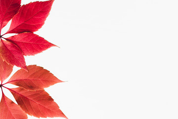 Colorful autumn red leaves on a white background top view. Minimal organic concept design. Dry leaves floral composition isolated