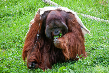 A sitting orang-utan with long fur and a kind look holding some grass in one hand and concentrated looking at it. 