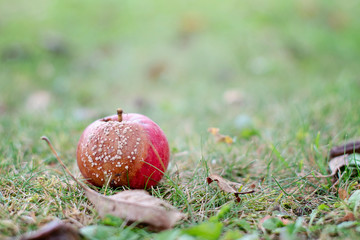 Selective focus on rotten red apple on the grass in sunny autumn day. Close-up image of rotten apple. Decaying apple front view. Blurred background. Copy space.