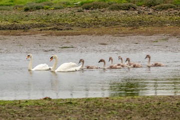 Two Mute Swans with Six Cygnets Swimming up a River