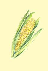 Sweet corn cob with leaves. isolated on light background. Watercolor painting. Hand drawn illustration. Realistic botanical art.