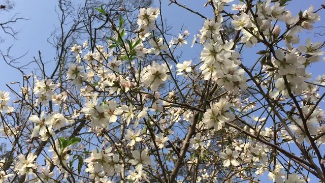 Almonds Orchard, white flowers with bees