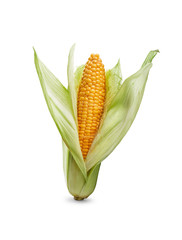 Golden ripe open corn on the cob, corncob, isolated against a white background.