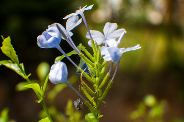 Flowers at the garden and parks