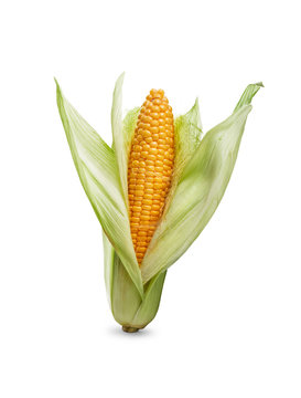Golden ripe open corn on the cob, corncob, isolated against a white background.