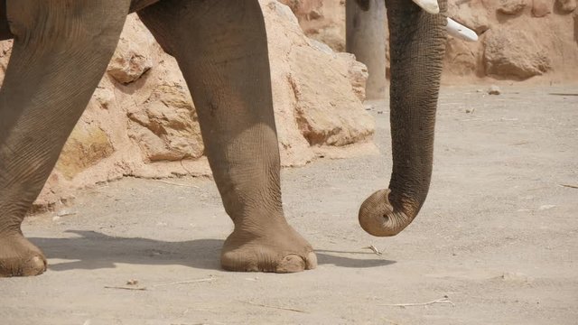 Elephant`s feet stepping heavily
