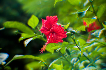 Obraz premium Flowers at the garden and parks