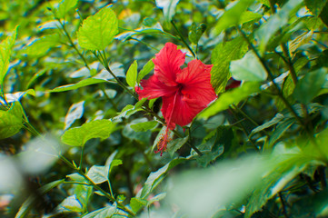 Flowers at the garden and parks