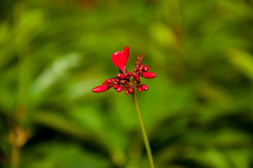 Flowers at the garden and parks