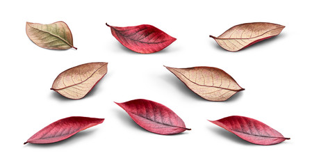 A collection of rustic autumn golden red and brown leaves showing the veins of the leaf isolated on a white background.