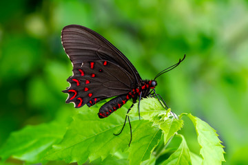 Closeup beautiful butterfly in a summer garden