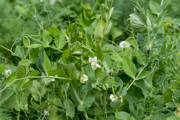 Fresh green organic peas leaves and flowers  in a traditional vegetables garden in a summer day, selective focus