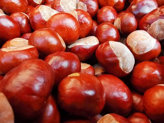Fresh chestnut in red brown and white