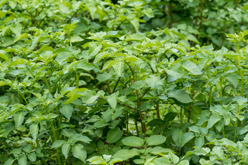 Fresh green organic potato leaves in a traditional vegetables garden in a summer day, selective focus