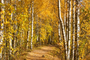 Obraz premium Image of autumn birch grove and path through