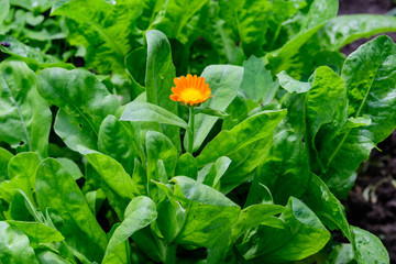 Fototapeta premium One orange flower and green leaves of Calendula officinalis known as the&nbsp;pot marigold,&nbsp;ruddles,&nbsp;common marigold&nbsp;or&nbsp;Scotch marigold, in a traditional vegetables garden in a summer day, selective focus