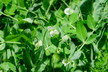 Fresh green organic peas leaves and flowers  in a traditional vegetables garden in a summer day, selective focus