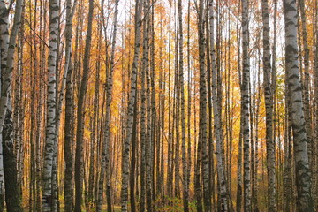 Image of autumn yellow forest of white birches