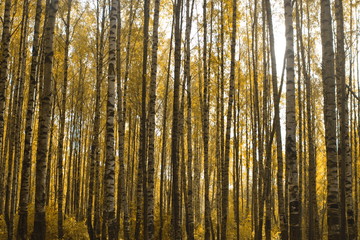 Fototapeta na wymiar Image of autumn yellow forest of white birches