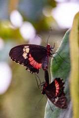 Two butterfly mating. Common Mormon, Papilio polytes, beautiful butterfly