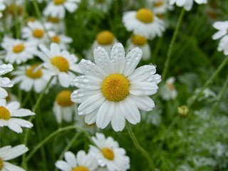 Daisies with rain drops on them. Picture taken right after summer rain