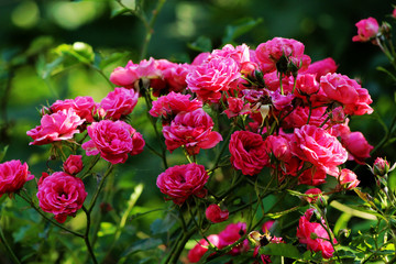 pink roses flowers in close up