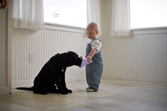 Toddler playing with puppy