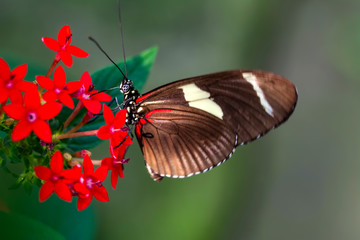 Closeup beautiful butterfly in a summer garden